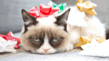 Bah Humbug Grump Cat GIF - Bah Humbug Grump Cat GIFs