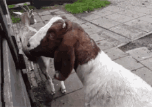 Goat Scary Animal GIF - Goat Scary Animal Crazy Animal GIFs