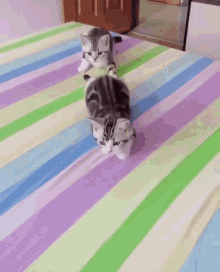 cats sneaky creep kittens animals