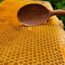 Honey Spoon GIF - Honey Spoon Bees GIFs
