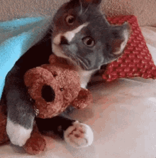 Feliz Dia Dos Namorados / Gato Abraçando Ursinho GIF - Cat Hug Valentines Day GIFs