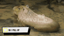 pull capybara