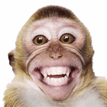 hehehe monkey smiling laughing laugh