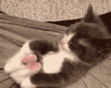 Cat Stretch GIF - Cat Stretch Sleeping GIFs