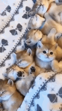 Kittens Sleepy GIF - Kittens Sleepy Cute GIFs