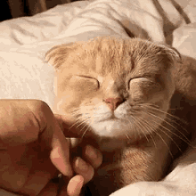 Kitten Love GIF - Kitten Love Pet GIFs