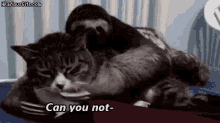 only only dreams now sloths ssh shh only only dreams now sloths ssh shh