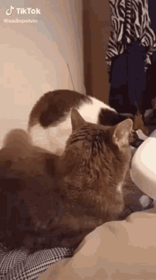 Cat Chomp GIF - Cat Chomp GIFs