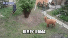 Jumpy Llama Funny Llama GIF - Jumpy Llama Llama Funny Llama GIFs