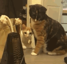cat play metronome focused