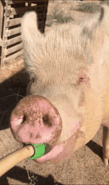 Pig Jacobsridge GIF - Pig Jacobsridge Drink GIFs
