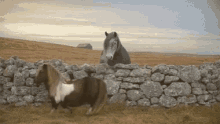 Miniature Horse Walking Backwards GIF - Miniature Horse Walking Backwards Funny Animals GIFs