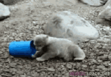 Bear Fail GIF - Bear Fail Bucket GIFs