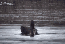 Kopal Labud GIF - Kopal Labud Black Swan GIFs