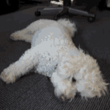 Lazy Ellie GIF - Lazy Ellie Pup GIFs