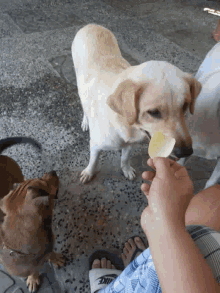 doggie tease chips food doggie tease chips food