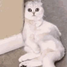 Cat Weird Weird Cat GIF - Cat Weird Weird Weird Cat GIFs