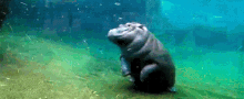 Hippo Flip GIF - Hippo GIFs