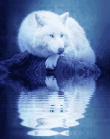 Wolf White Water GIF - Wolf White Water GIFs