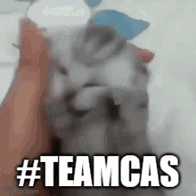 teamcas cat screaming agony pain