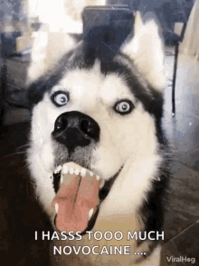 Viralhog Dog GIF - Viralhog Dog Silly Face GIFs