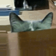 Allie Cat GIF - Allie Cat Peek GIFs
