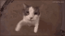 Kith Cat GIF - Kith Cat GIFs