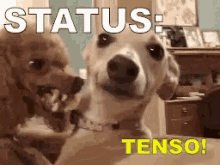Tensão Tenso Nervosismo Status GIF - Tension Awkward Nervousness GIFs