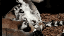 Look, Ma! GIF - Lemurs Babies Mom GIFs