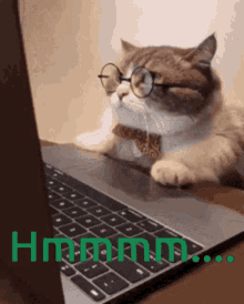 Busy Working GIF - Busy Working Cat GIFs