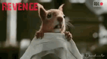 revenge squirrel revenge squirrel