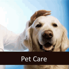 Senior Pet Senior Pet Care GIF - Senior Pet Senior Pet Care GIFs