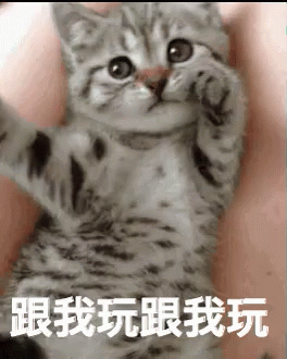 跟我玩調皮愛玩玩可愛貓咪gif Play With Me Playing Cute Discover Share Gifs 跟我玩調皮愛玩玩可愛貓咪gif Play With Me Playing Cute Discover Share Gifs