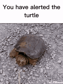 alerted turtle