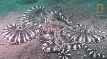 mating octopuses101 octopus underwater copulation mating octopuses101 octopus underwater copulation