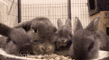 bunny rabbit kittens kits saving thumpers
