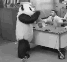 Revolt Panda GIF - Revolt Panda Angry GIFs