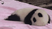 Baby Panda Gifs Tenor