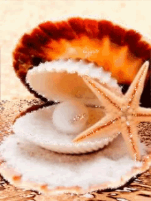 Shell Pearl GIF - Shell Pearl Starfish GIFs