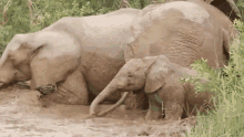 elephants bath