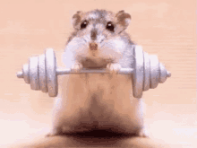 hamster workout gym no pain no gain gym rat