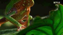 Frog Wild Frog GIF - Frog Wild Frog Green Frog GIFs