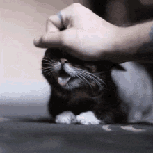 Omg What A Cutie Little Lovable Squirt! GIF - Cat Pet Petting GIFs