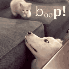 Boop Boop Snoot GIF - Boop Boop Snoot Ollie Boop GIFs