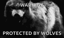 Wolf Warning GIF - Wolf Warning Angry GIFs
