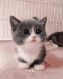 Ok Cat GIF - Ok Cat GIFs