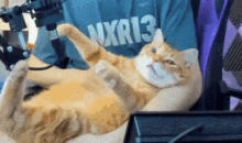 Cat Scared GIF - Cat Scared Kneading GIFs