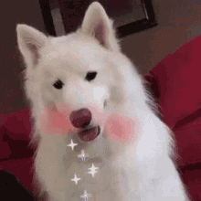 snapchat dog canine rainbow puke rainbow