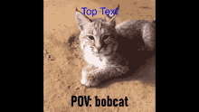 Bobcat Meme GIF - Bobcat Meme Text GIFs