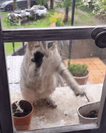 Cats Funny Animals GIF - Cats Funny Animals Let Me In GIFs